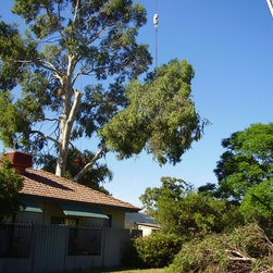 Tree removal project - Products