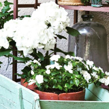 Flores