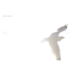 Peaceful by Joel Coleman - Photographs