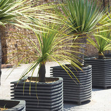 ARTIFICIAL DRACAENA TREE