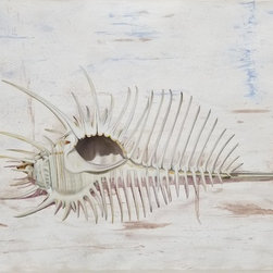 "Murex Shell" by Casas (3572) - Paintings