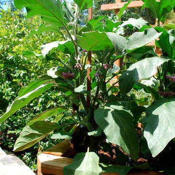 JD Garden, Hillsborough