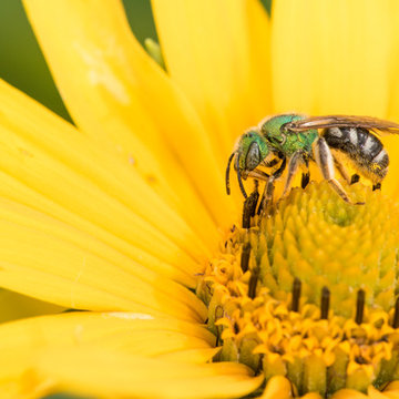 ]Heliopsis helianthoides
