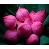 Thorneakea Toun's photo