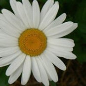 Tanya Falbel's photo