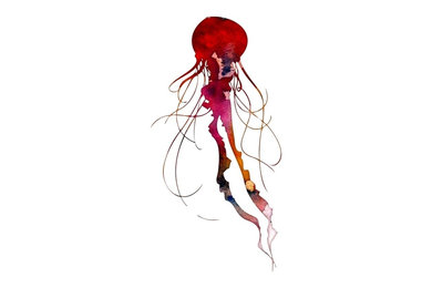 Watercolor Art Print Red Jellyfish