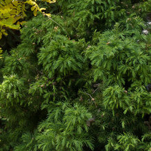 trees