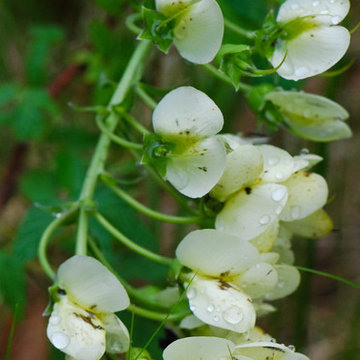 Cream Wild Indigo (Baptisia bracteata)