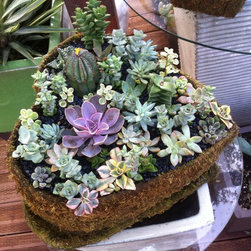 Succulent arrangements - Products