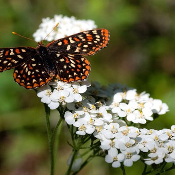 Butterfly on Yarrow