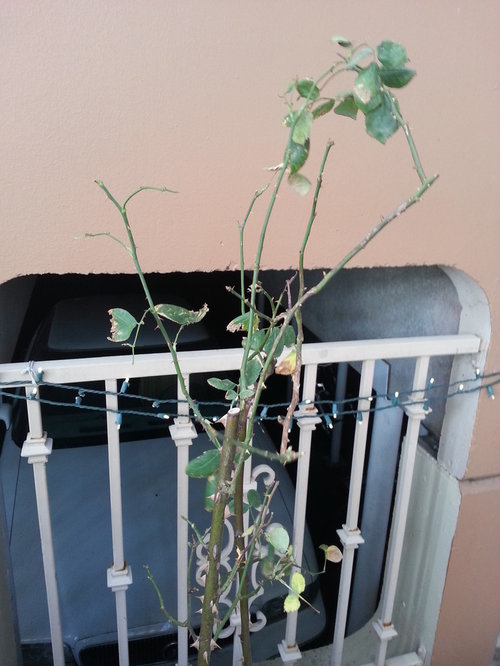 Potted rose losing its leaves