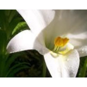 Suzanne Robotham's photo