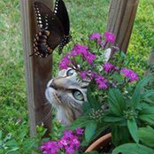 Tracey Belcastro's photo