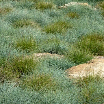 Yards: Turn Any Outdoor Space Into the Garden of Your Dreams