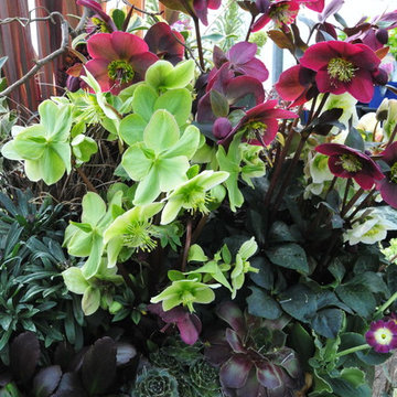 Recipe for a Fabulous Pot - Hellebores "Red and Green"