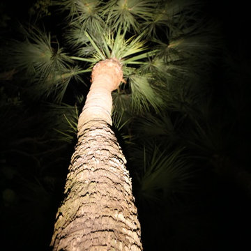 Landscape Lighting on the Beach