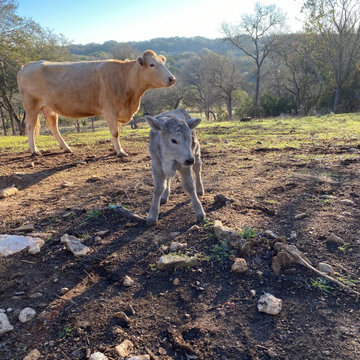 New baby calf at this jobsite.