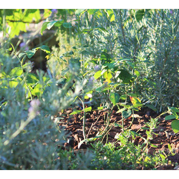 Mediterranean Woodland Garden Renovation, French Riviera