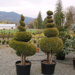 Topiaries - Products