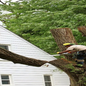 Tree Service Norfolk Virginia