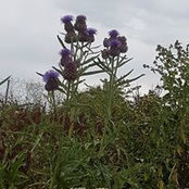 Foto von Sab Cin
