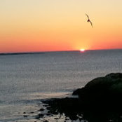Pamela Downs's photo