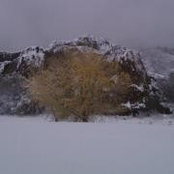 Lynne Friedlander's photo
