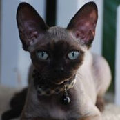 Cheryl Rushton's photo