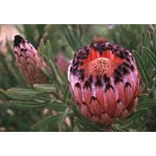 Judith Viljoen's photo