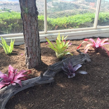 Bromeliad Corner