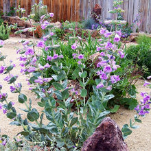 Native Plants