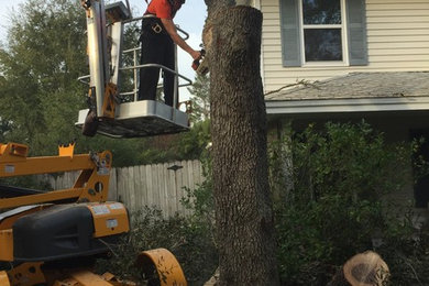 Live Oak Removal