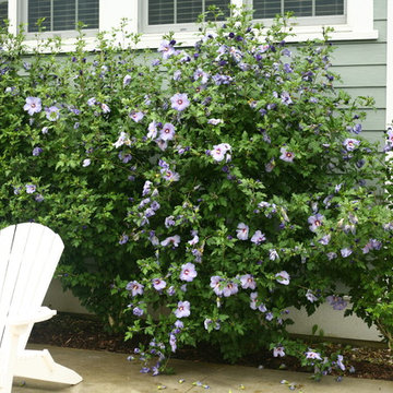Azurri Blue Satin® Rose of Sharon (Hibiscus)