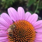 Trish Fisher's photo