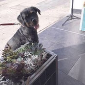 Ronnie McNaughton's photo