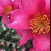 Robin Price's photo