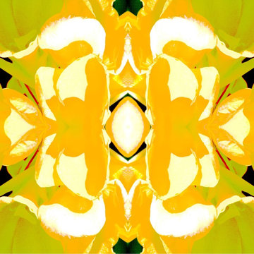 Lemon Canna Bright