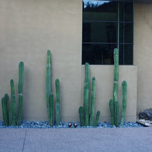 Backyard Designs