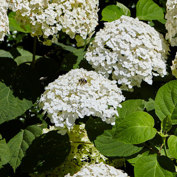 Whitmores Tree Farm