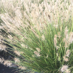 Current Featured Plants - Products