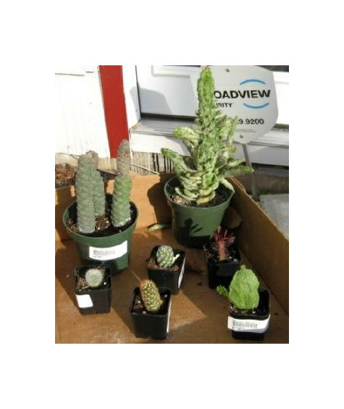 Will these Cactus Freeze