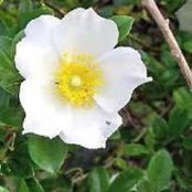 Diane Rountree's photo