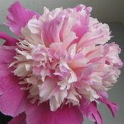 Helen Li's photo