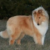 Lancashire Collies's photo