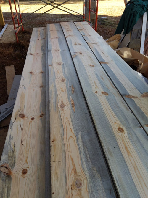 Beetle Kill Blue Pine Disappointment