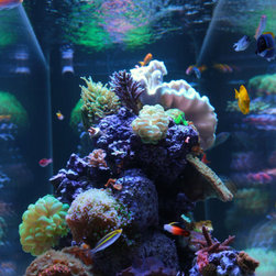 300 Gallon Reef Aquarium - Fish Supplies