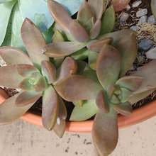 Succulent Arrangements