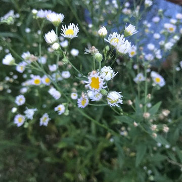 Native Meadow