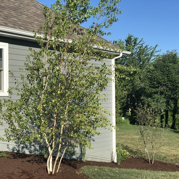 Whitespire Birch & Autumn Brilliance Serviceberry
