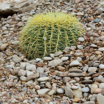 Cacti Paradise